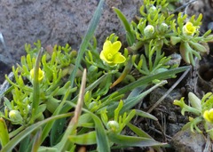 Ceratocephala testiculata
