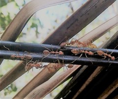 Oecophylla smaragdina