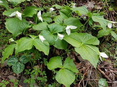 Trillium simile