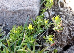 Ceratocephala testiculata