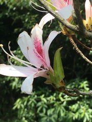 Rhododendron mariesii