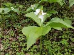 Trillium simile