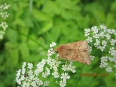 Eriopygodes imbecilla