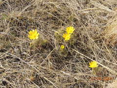 Adonis volgensis
