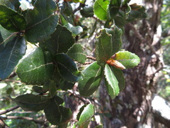 Quercus phillyreoides