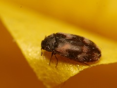 Trogoderma angustum