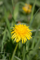 Taraxacum officinale