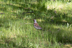Turdus pilaris