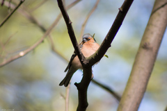 Fringilla coelebs