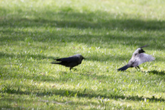 Corvus monedula