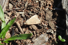 Achyra affinitalis