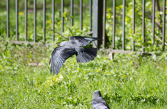 Corvus monedula