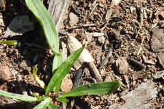 Achyra affinitalis