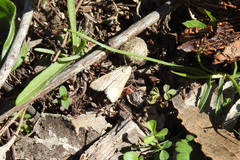Achyra affinitalis