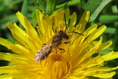 Andrena haemorrhoa