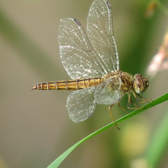 Brachythemis lacustris