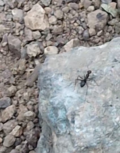 Mimicus-flaviceps-group Honeypot Ants