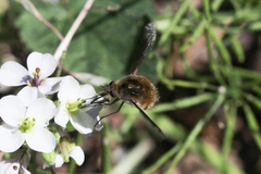 Bombylius major