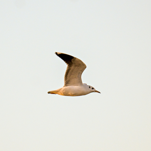 iNaturalist image