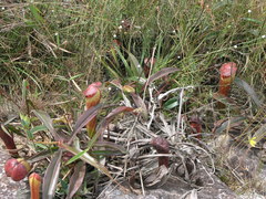 Nepenthes bokorensis