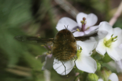 Bombylius major