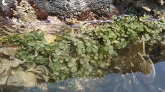 Caulerpa chemnitzia