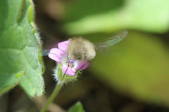 Bombylius minor