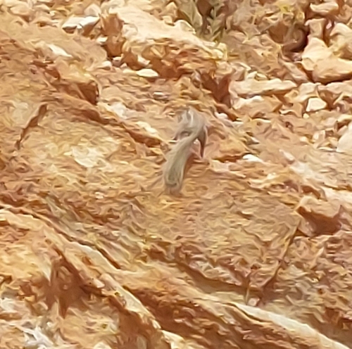 Barbary Ground Squirrel