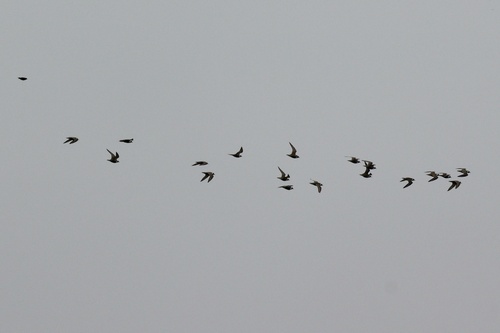 American Golden-Plover