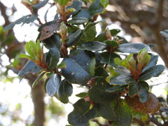 Quercus phillyreoides
