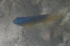 Pomacentrus wardi
