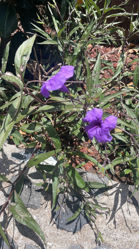 Ruellia simplex, 2026-05-29