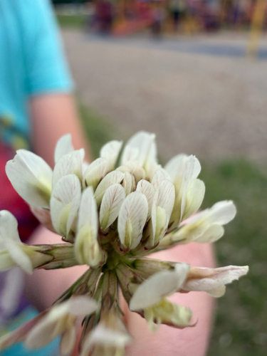 white clover