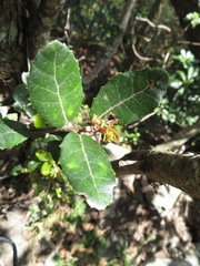 Quercus phillyreoides