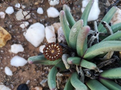 Argyroderma fissum
