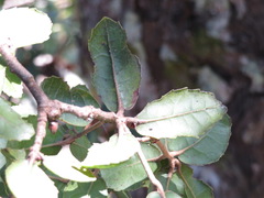 Quercus phillyreoides