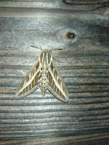 Striped Hawkmoth