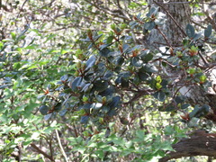 Quercus phillyreoides