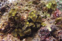 Turbinaria decurrens