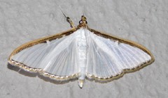 Cydalima