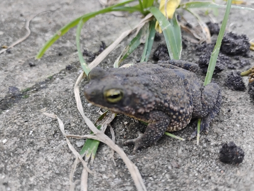 granular toad