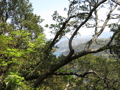 Quercus phillyreoides