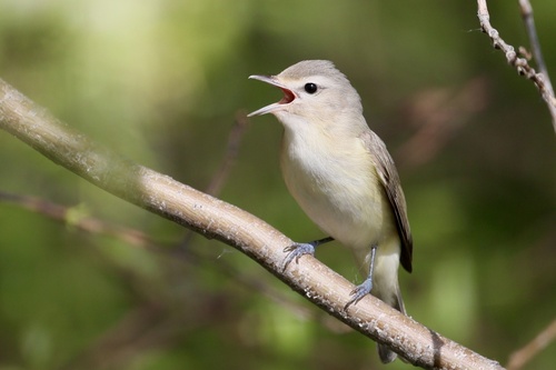 Eastern Warbling Vireo