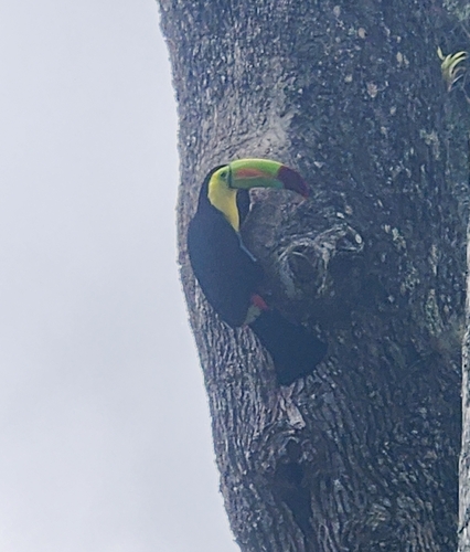 Keel-billed Toucan