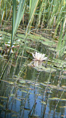 European White Waterlily