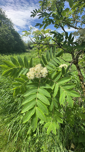 European mountain ash