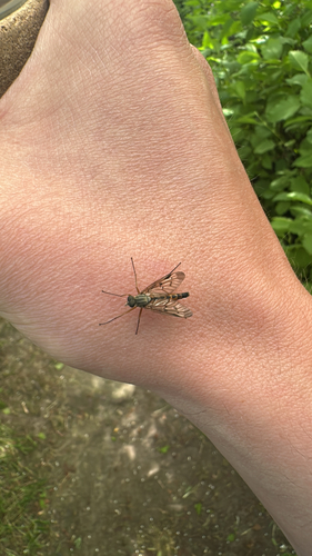 Downlooker Snipefly