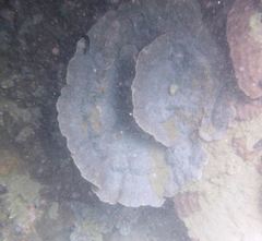 Acroporidae