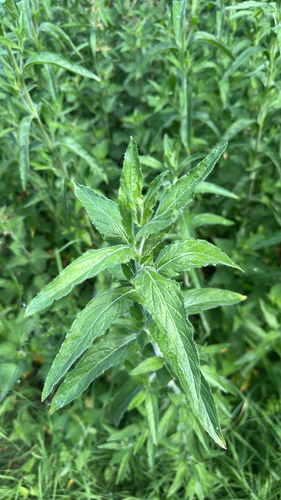 Great Willowherb