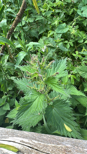 great stinging nettle